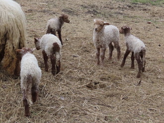 Kisbárányok születtek a Falumúzeumban (Vasi Skanzen)