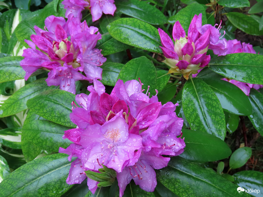 A lakótelep virágai esőszünetben: Rhododendron