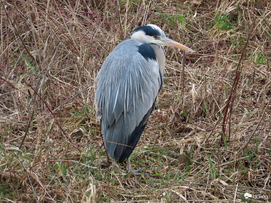 Megint behúzott nyakkal ülök!
