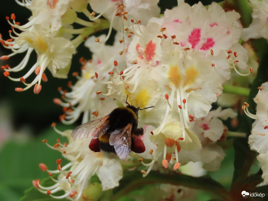 Poszméh a Vadgesztenye virágán