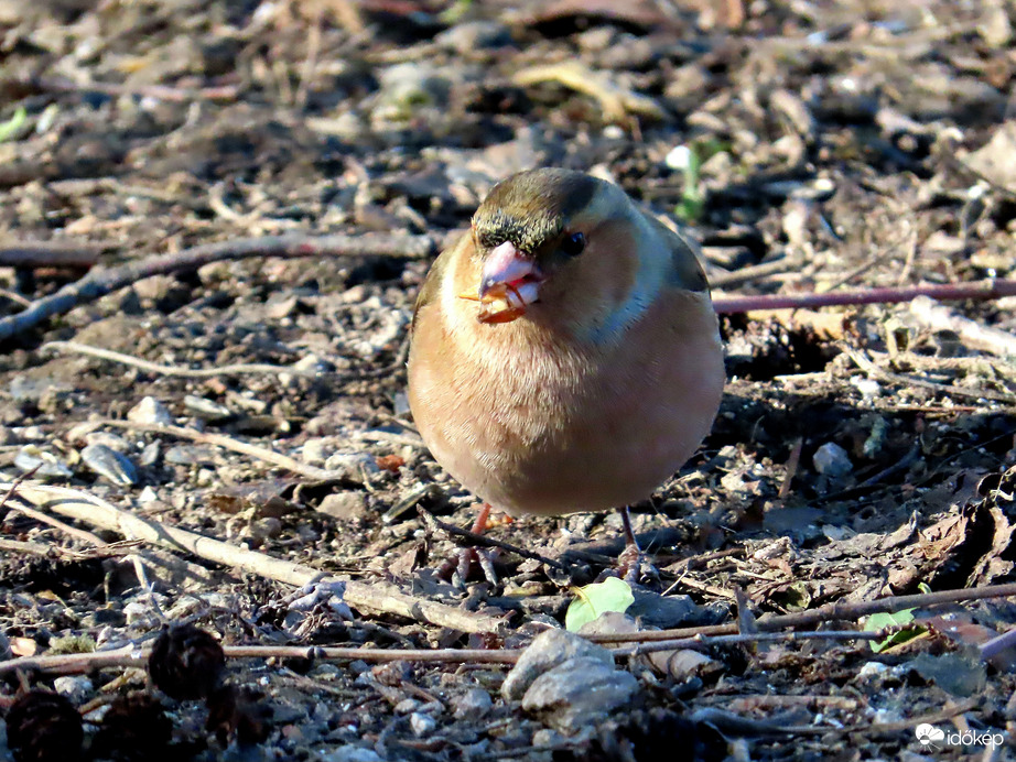 Uzsonnázó Erdei pinty