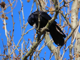 Itt nyugodtan megehetem!