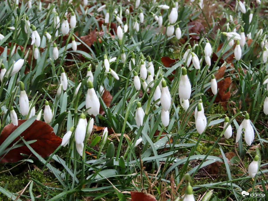 Hóvirágok a lakótelepen