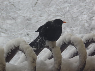 A hóesésben is idetaláltam