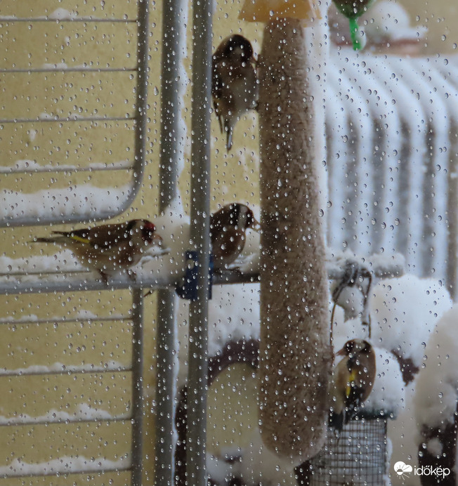 Hófúvás idején jól összefértek