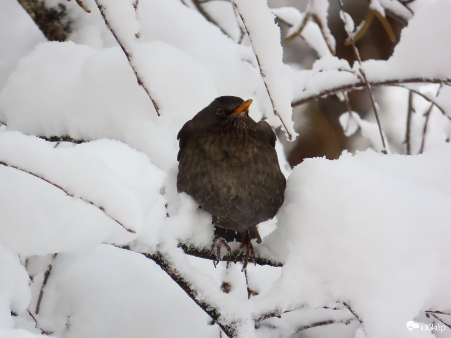 Rigó a havas nyírfaágon