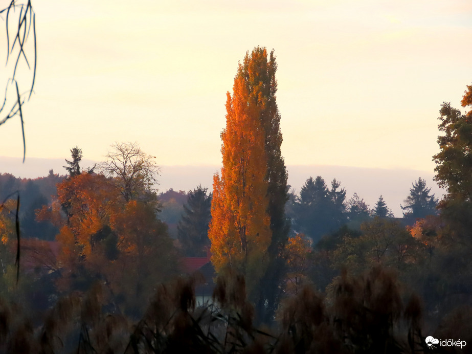 Tóparti fák napkeltekor