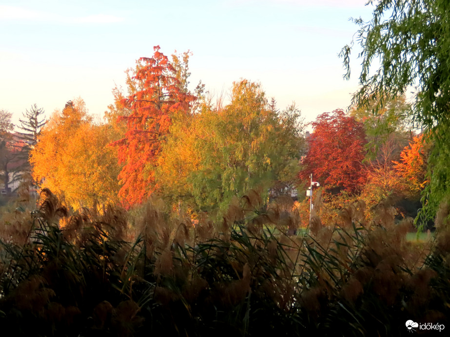 Tóparti fák napkeltekor