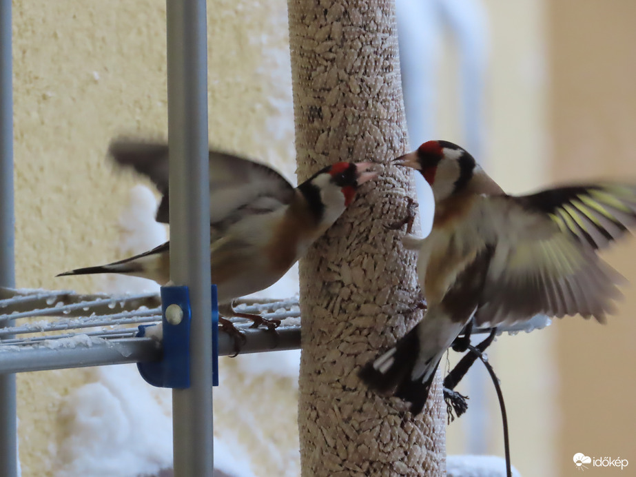 Ne gyere ilyen közel!