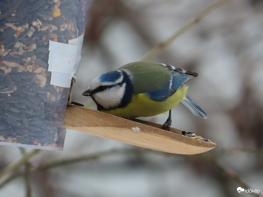 Én is bekukucskálok!