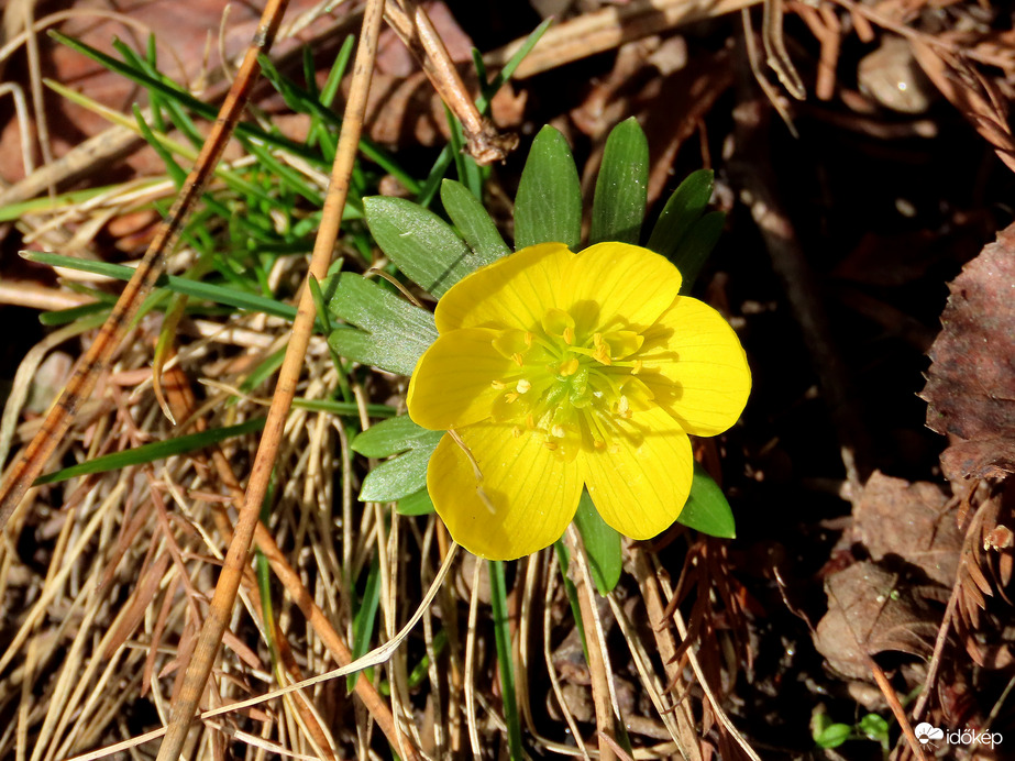 Tóparti Téltemető