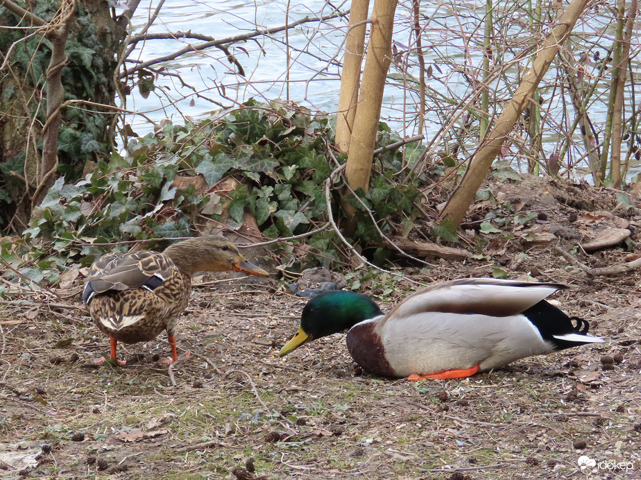 De hamar elfáradtál!