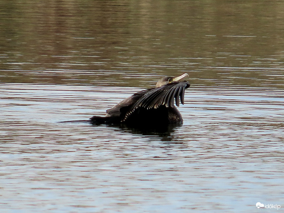 Kárókatona bemutatója
