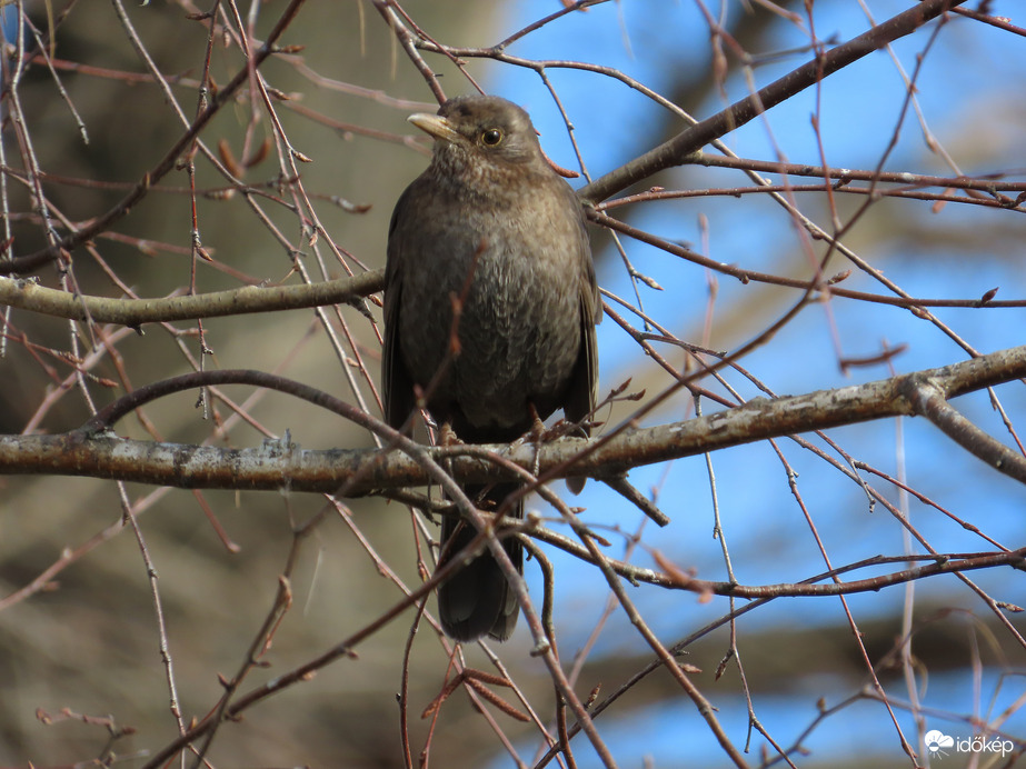 Napozó Fekete rigó