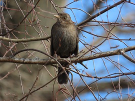 Napozó Fekete rigó