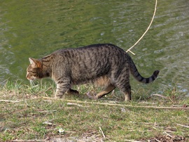 Egérvadászat a tóparton