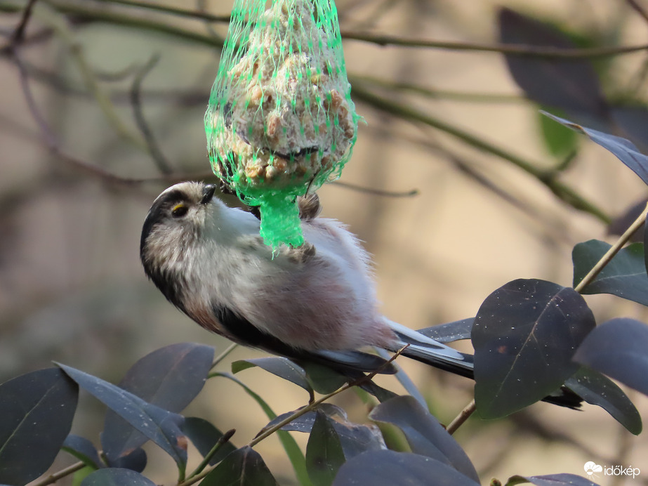 Madarak a Csónakázó-tó szigetén