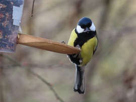 Madarak a Csónakázó-tó szigetén
