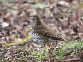 Madarak a Csónakázó-tó szigetén
