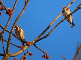 Csicsergők a reggeli fényben