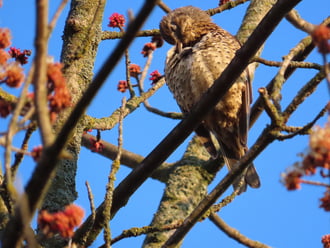 Tollászkodó Léprigó