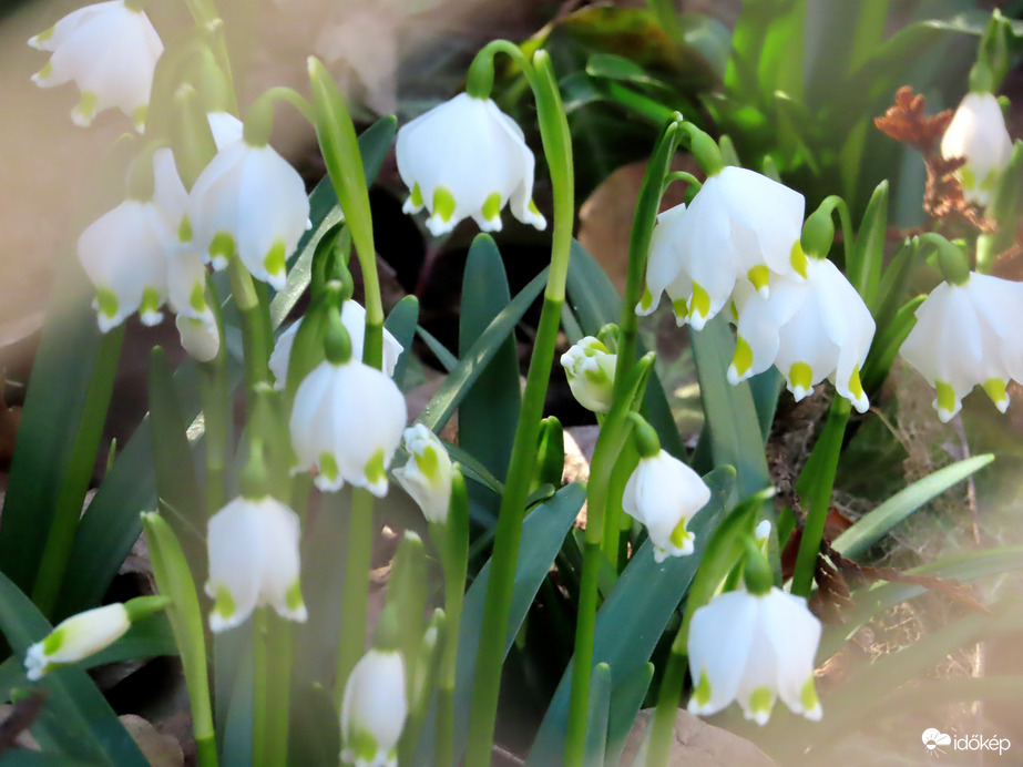 Bekukkantottam egy kertbe