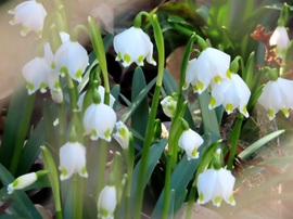 Bekukkantottam egy kertbe