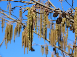 Barka minden mennyiségben