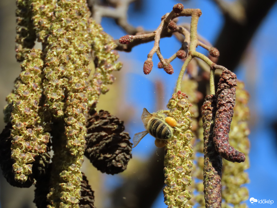 Szorgosan gyűjtögetett