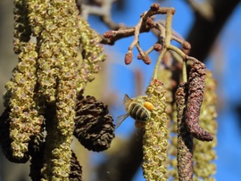 Szorgosan gyűjtögetett