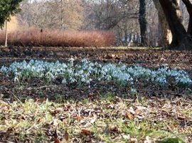 A sziget hóvirágai