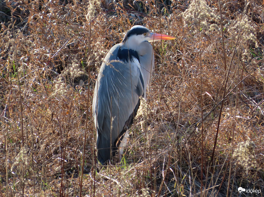 Napozás a patakparton