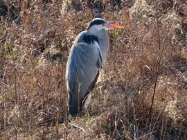 Napozás a patakparton