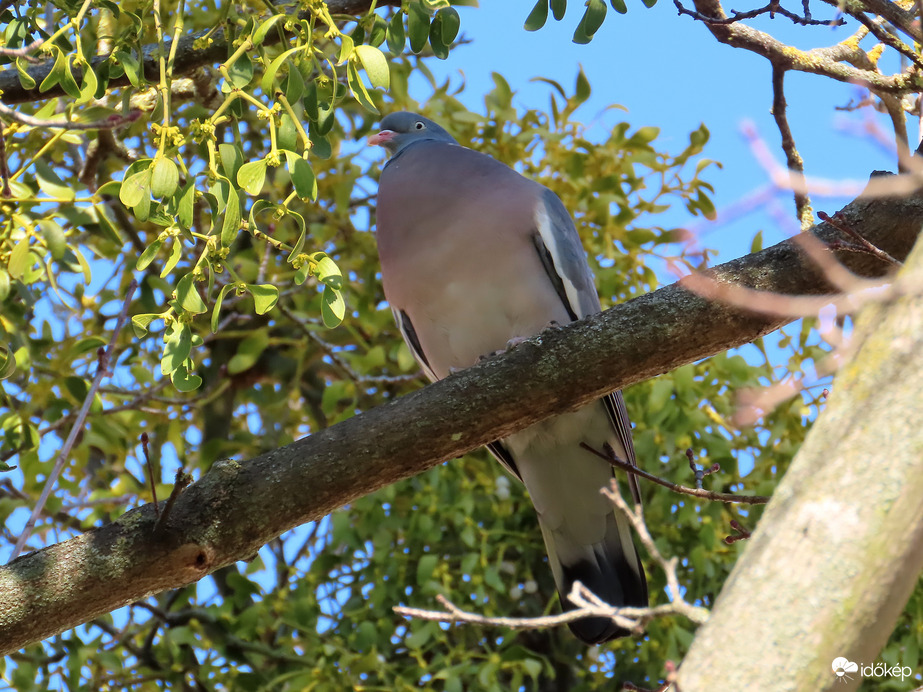 Felelgetőst játszik a párjával
