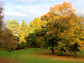 Az Emlékmű-domb fái