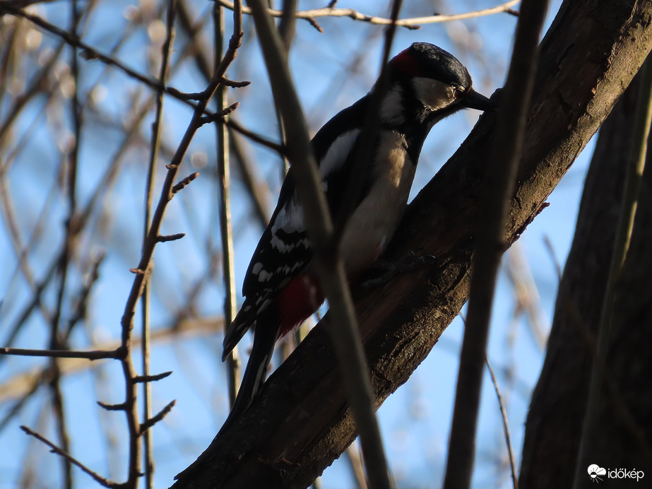 Megvizsgálom innen...