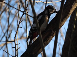 Megvizsgálom innen...