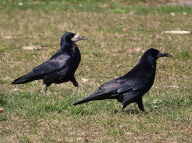 Futóverseny varjú módra