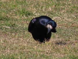 Fejet hajtok előtted