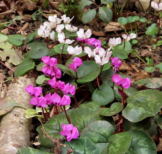 A lakótelep virágai: Ciklámen