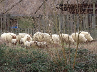 Legelésző rackanyáj 