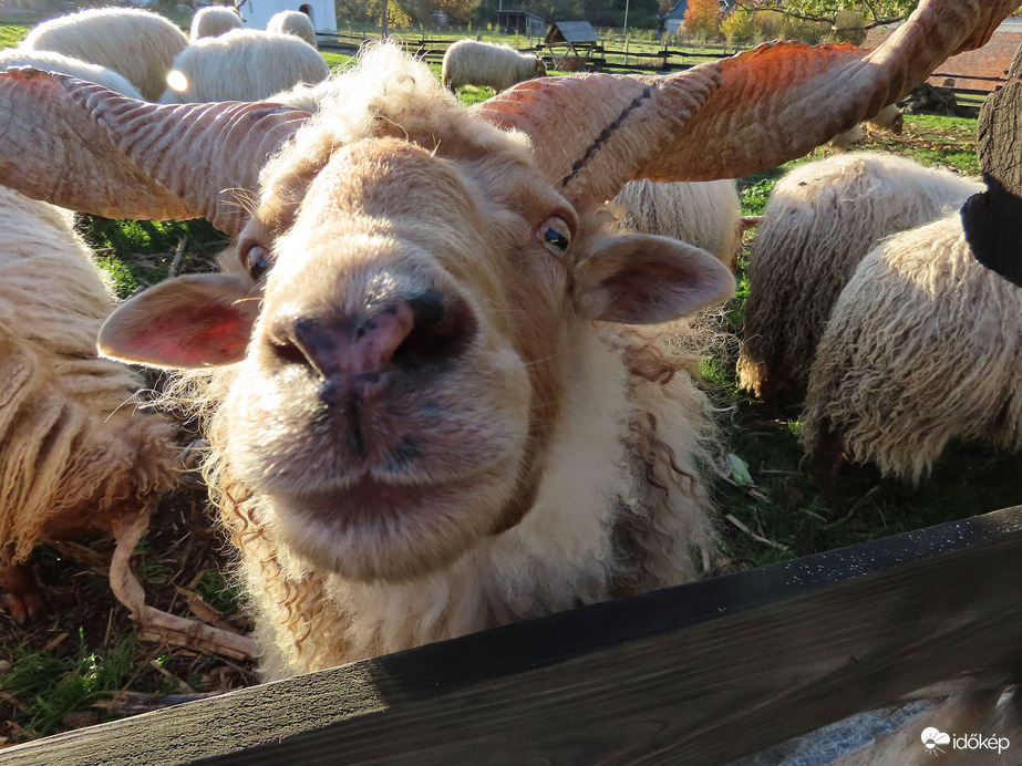 Hajolj ide! Adok egy puszit!