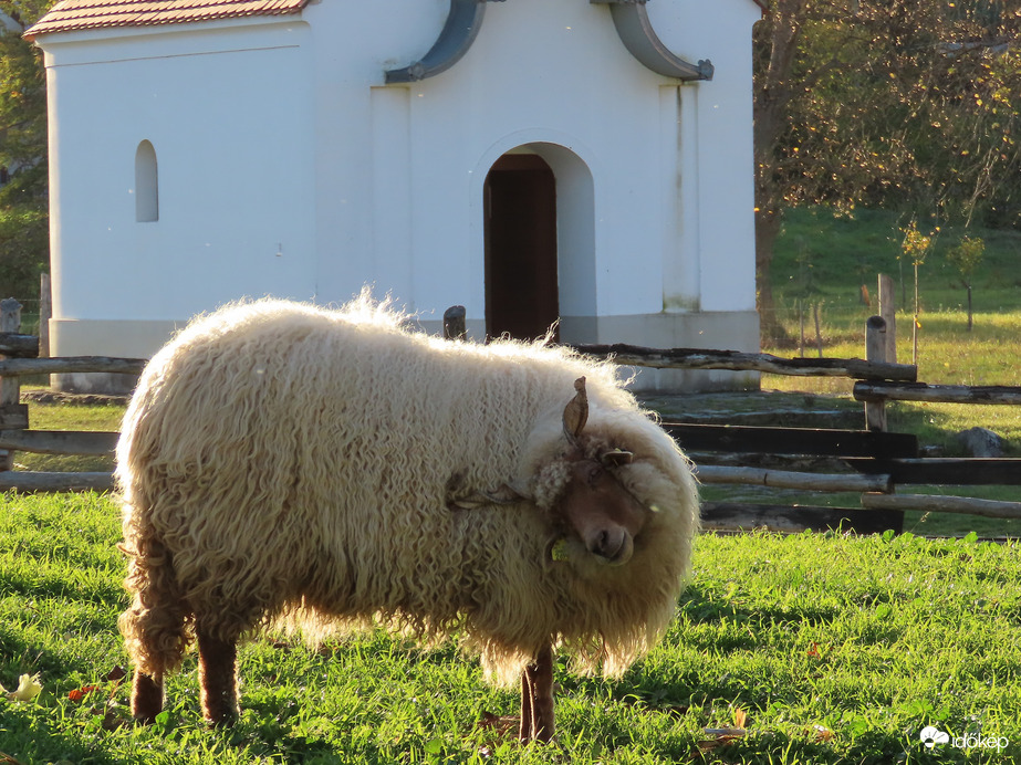 Viszket az oldalam! Megvakarom!