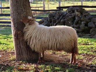 Nekem a fejem viszket!