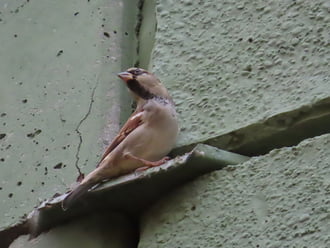 Innen mindent jól látok!