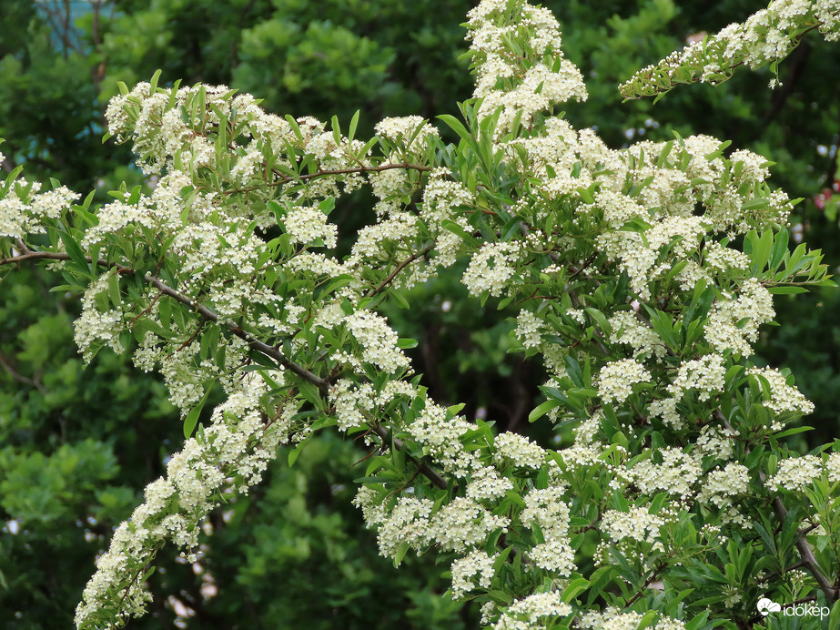 Virágzó Tűztövis