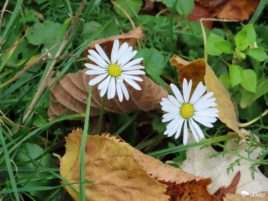 Őszi Százszorszépek