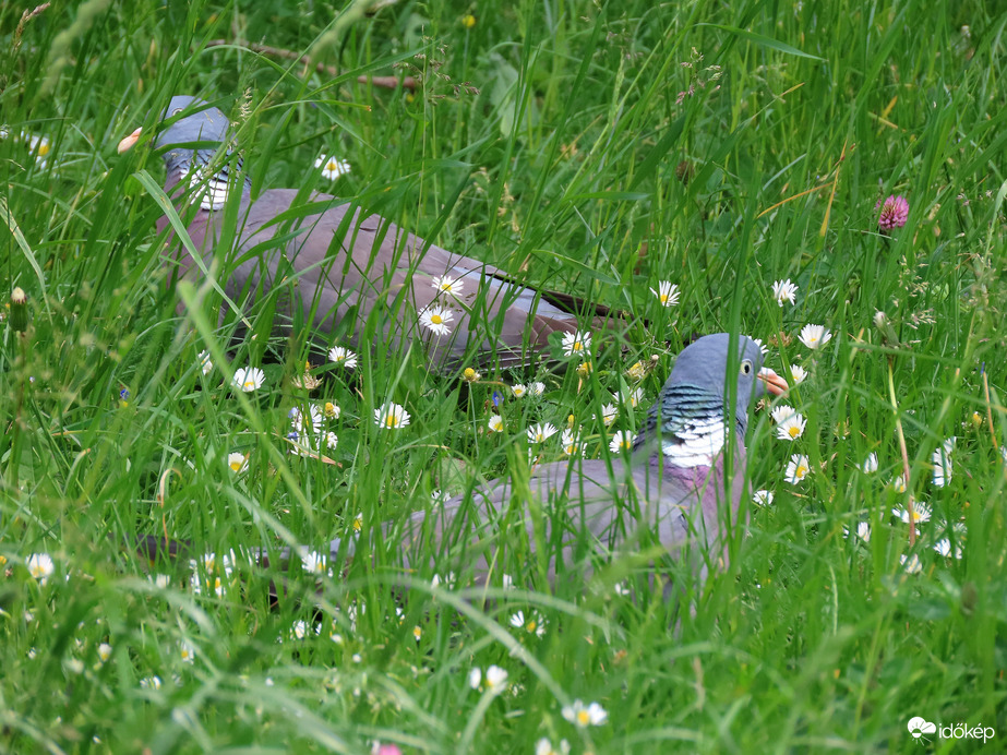 Alig látszunk ki a fűből