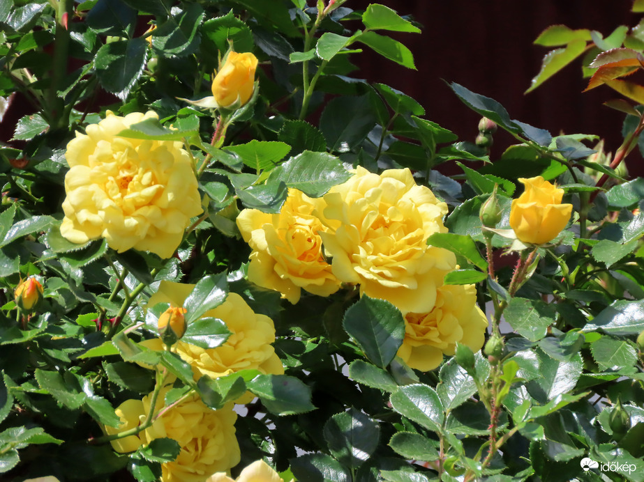 Viruló rózsák egy kertben