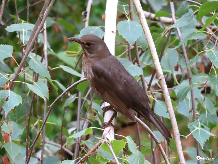 Légyszi menj be, mert szeretnék inni!